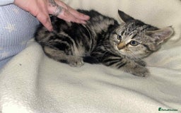 Mixed Breed cats for sale: Beautiful rag doll cross kittens - Image 12