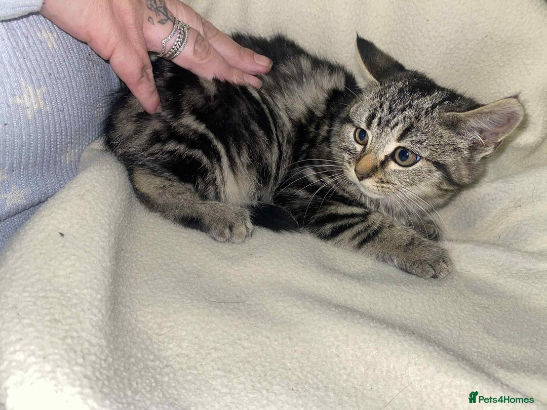 Mixed Breed cats for sale: Beautiful rag doll cross kittens - Image 12