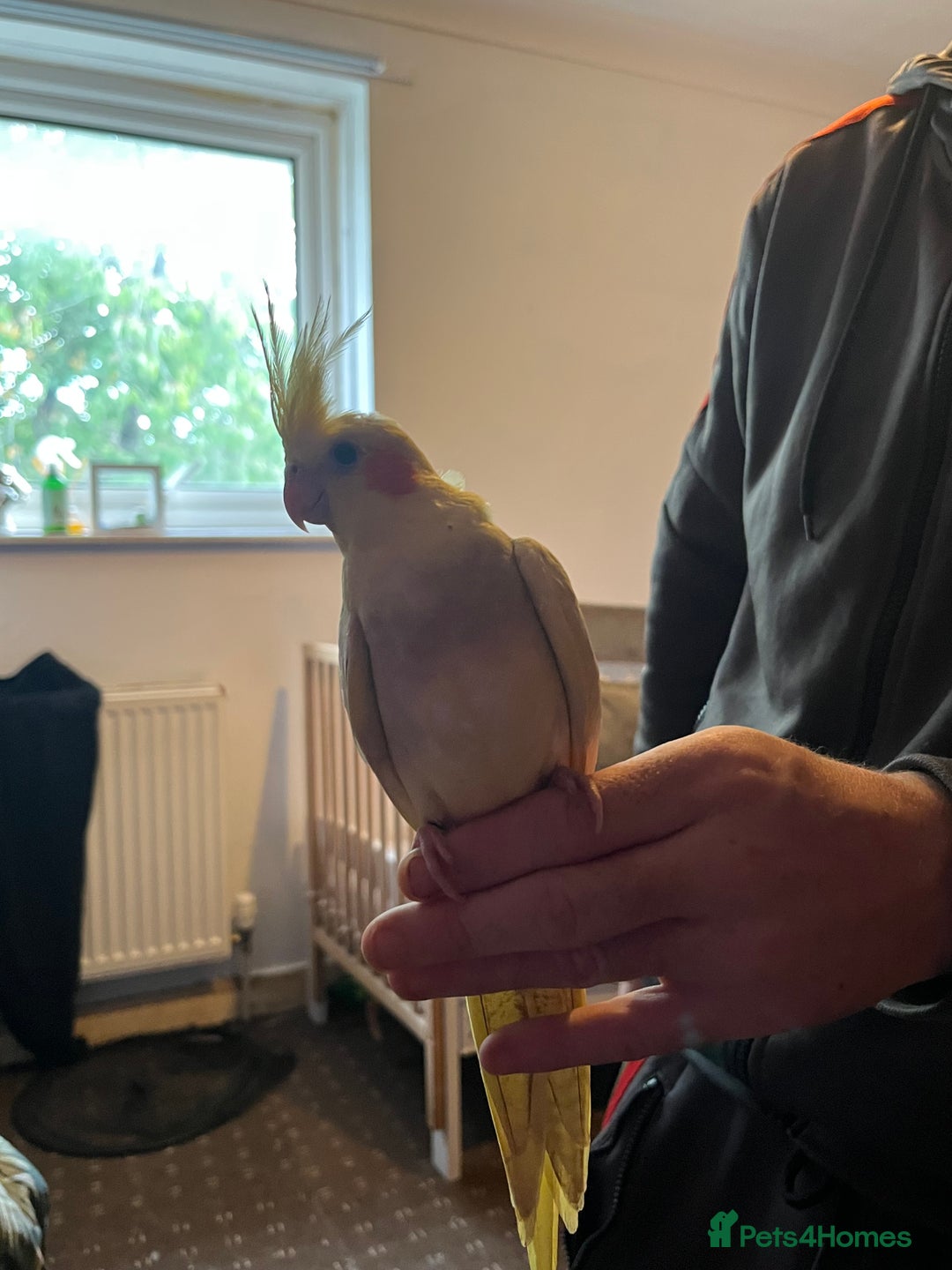 Cockatiels birds for sale: Cockatiels for sale hand tame - Image 4