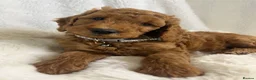 Goldendoodle dogs for sale: Top quality, health tested multiGen Double Doodles - Advert 13