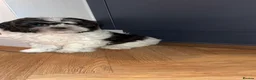 Shihpoo dogs for sale: Shih-poo in Burnley - Advert 3