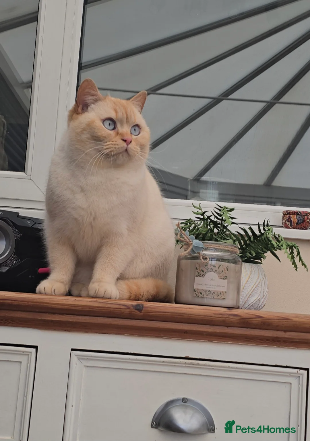 British Shorthair cats for sale: Affectionate red colour point british shorthair in Northwich - Advert 4