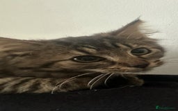 Siberian cats for sale: Fluffy little heart-stealer - Image 3
