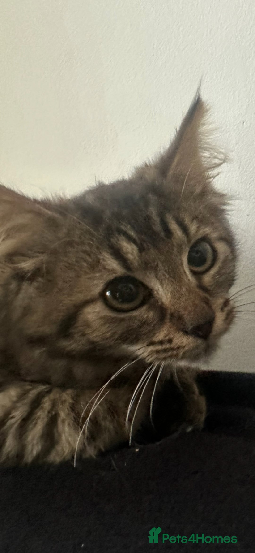 Siberian cats for sale: Fluffy little heart-stealer - Image 3