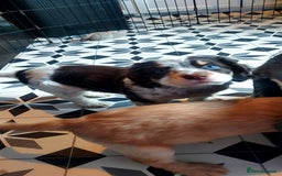 Cocker Spaniel dogs for sale: One tri colour girl looking for forever home - Image 2