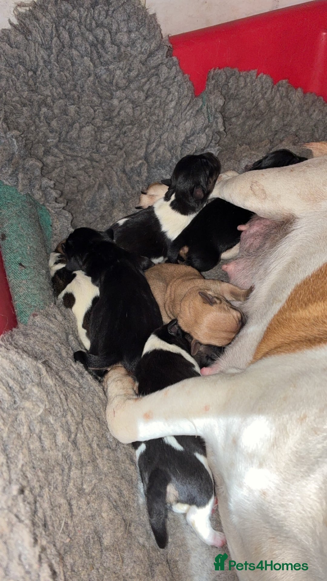 Jack Russell dogs for sale: Jack Russell pups  - Advert 4