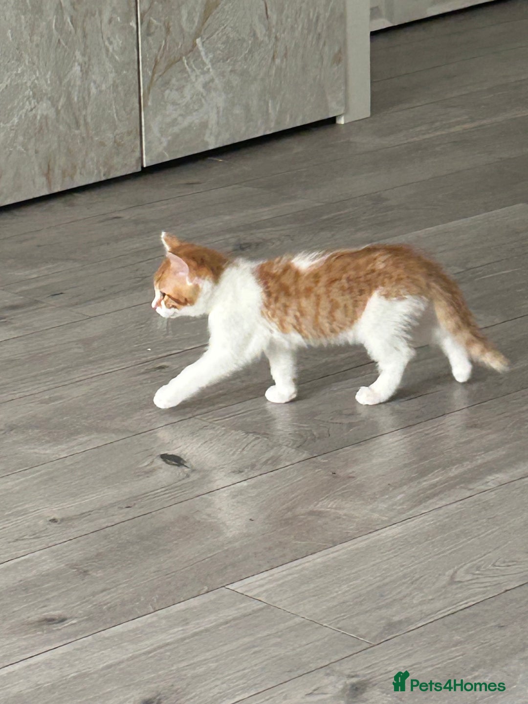 Mixed Breed cats for sale: Gorgeous Kittens for Sale - Image 11