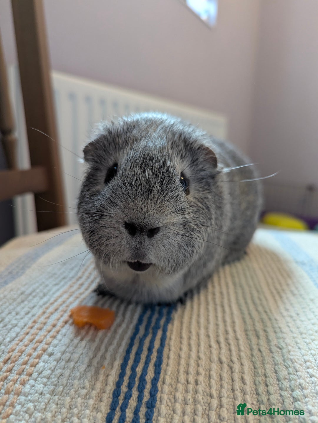 Guinea Pig rodents for sale: Guinea pigs looking for a home  - Image 6