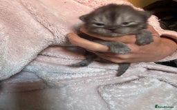 Perdoll cats for sale: Beautiful perdoll babies - Image 7