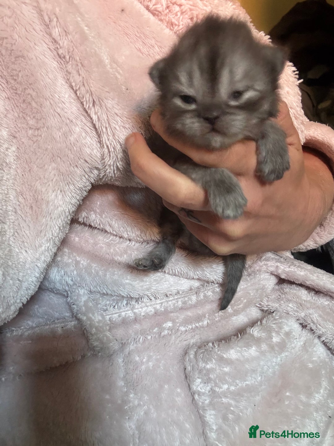 Perdoll cats for sale: Beautiful perdoll babies - Image 7