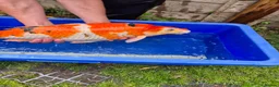 Koi Carp fish for sale: Pond closure - Advert 32