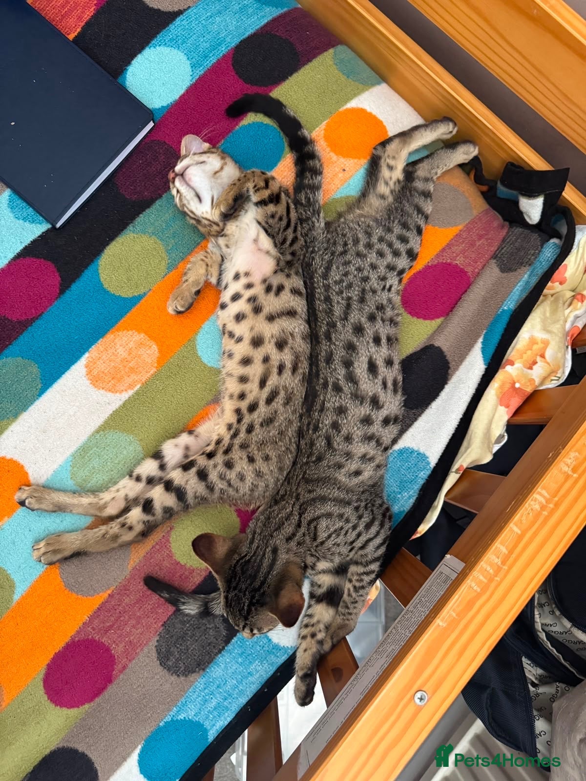 Savannah cats Savannah F4 kittens - Advert 1