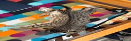 Savannah cats for sale: Savannah F4 kittens - Advert 1