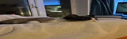 Mixed Breed cats for sale: Coco and kiwi  - Advert 11