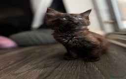 Balinese cats for sale: Kitten for sale - Image 5
