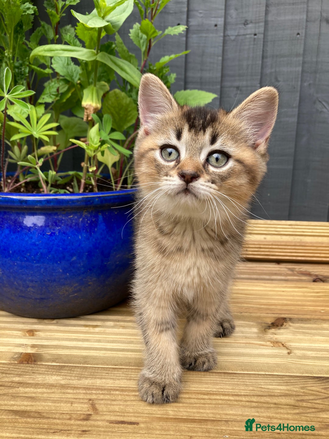 British Shorthair cats for sale: LAST ONE Golden black Tipped BSH kitten - Image 5