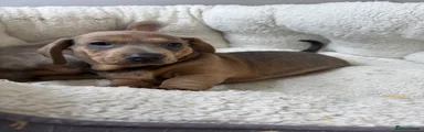 Dachshund Puppy 1