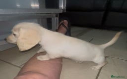 Miniature Dachshund dogs for sale: Cream Longhair Miniature Dachunds Ready Now - Image 4