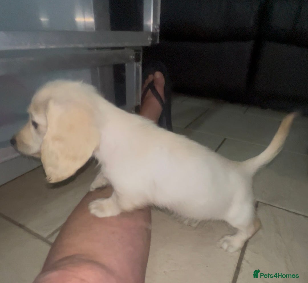 Miniature Dachshund dogs for sale: Cream Longhair Miniature Dachunds Ready Now - Image 4