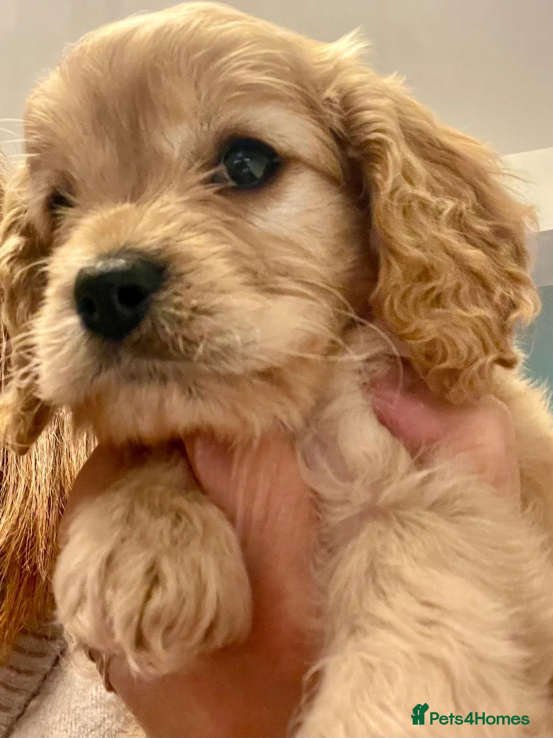 Toy Poodle dogs for stud: Toy poodle stud boy  in Blackburn - Advert 33