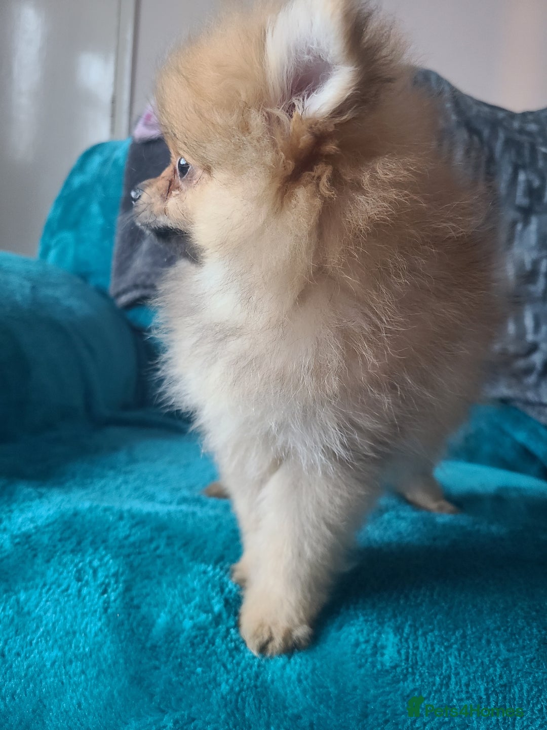 Pomeranian dogs for sale: Pomeranian puppies ready now 1 male left! - Advert 16