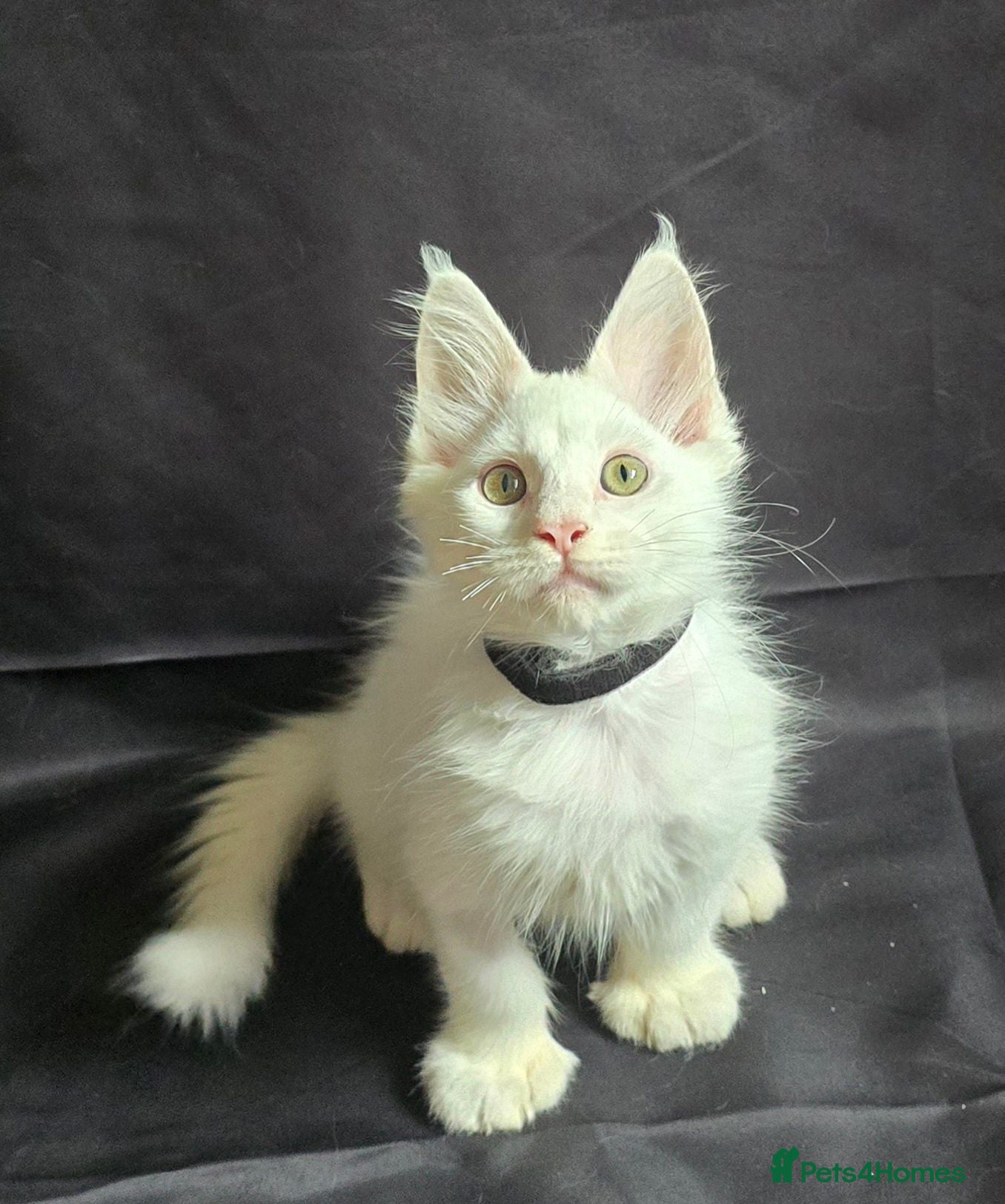 Maine Coon cats Ready now-Tica Maine Coon Kittens  - Advert 10