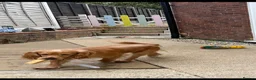 Cocker Spaniel dogs for sale: Cocker spaniel  in Reading - Advert 1