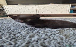 Mixed Breed cats for sale: 2 black male, 1 female white and brown female - Image 5