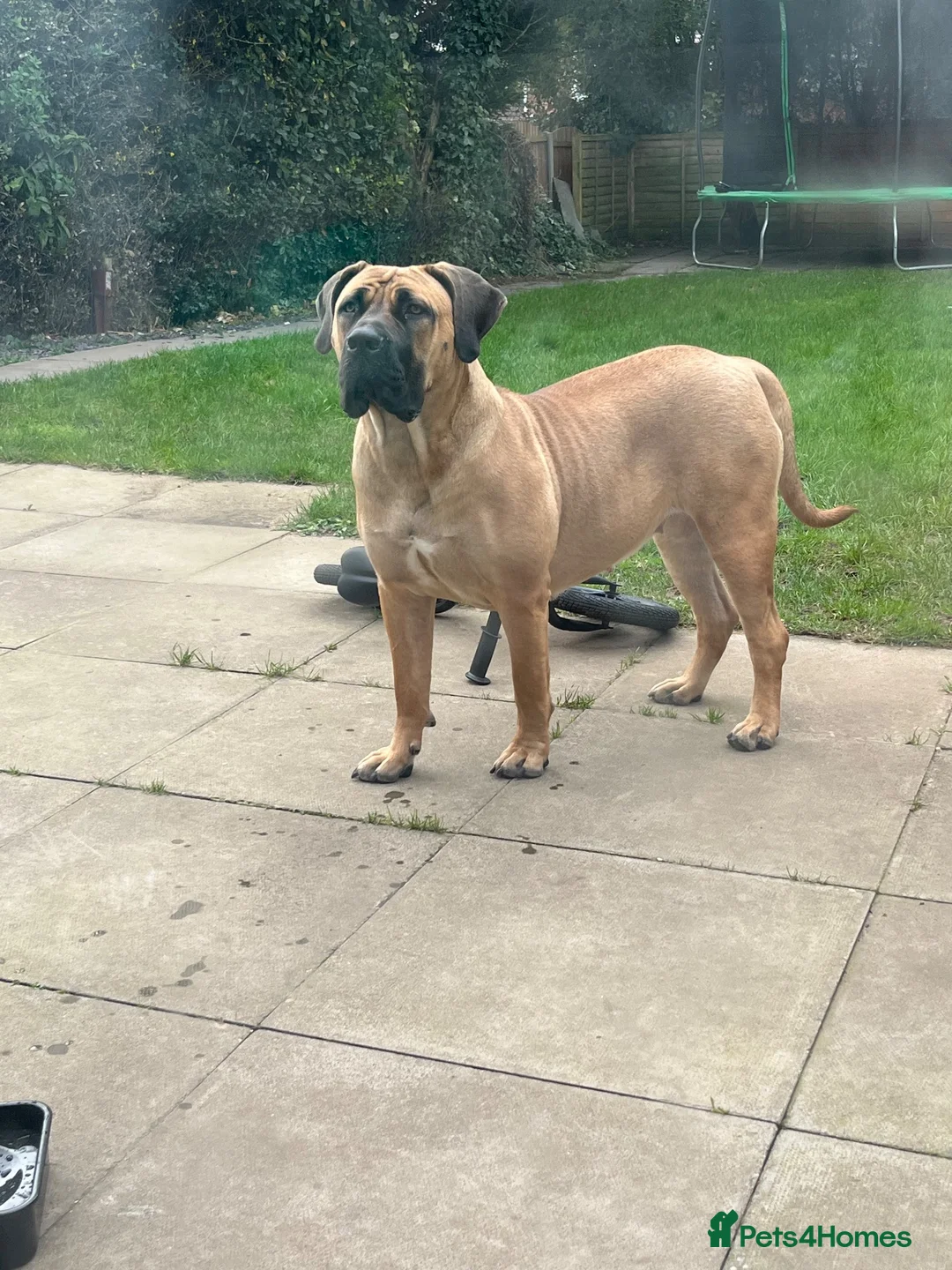 Boerboel dogs for sale: Our beautiful girl Narla in Birmingham - Advert 5