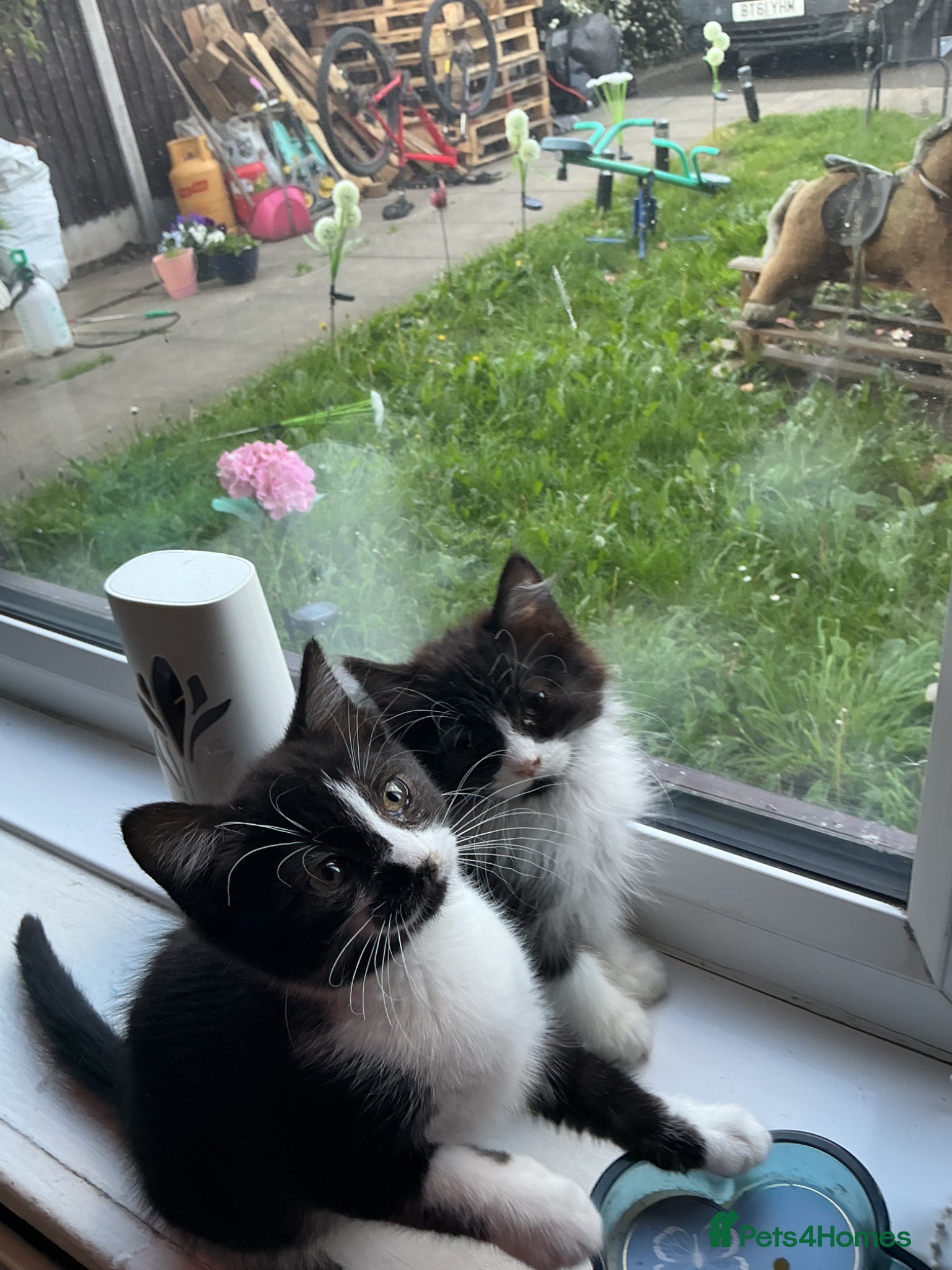 Mixed Breed cats British shorthair x - Advert 1
