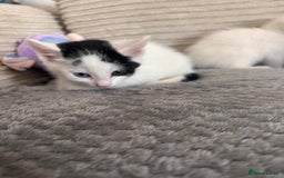 Mixed Breed cats for sale: Kittens available for sale with heterochromia - Image 18