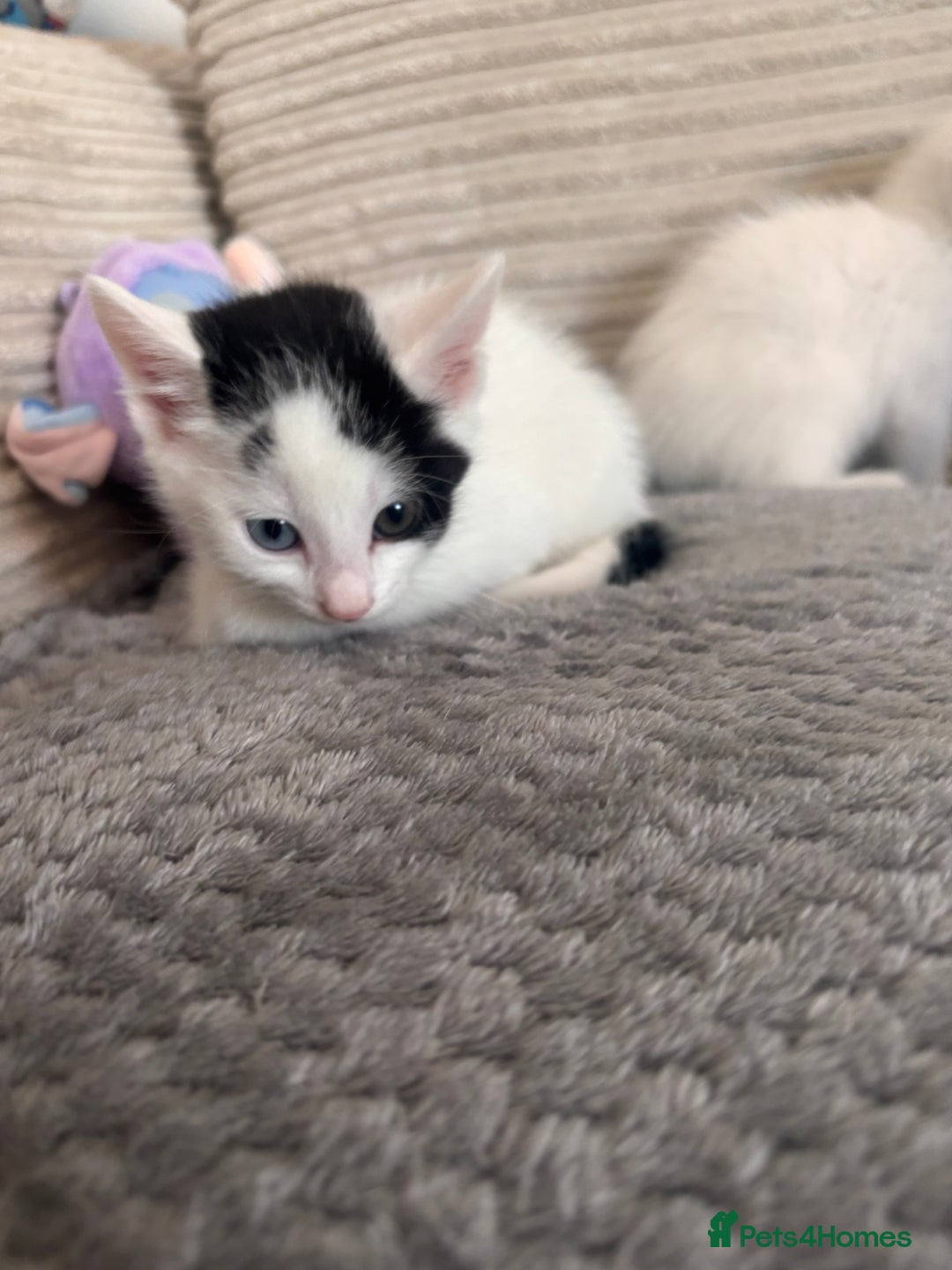 Mixed Breed cats for sale: Kittens available for sale with heterochromia - Image 18