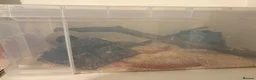 Corn Snake reptiles for sale: Corn snake (chaos) in London - Advert 3
