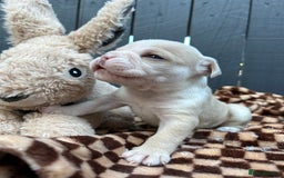 Olde English Bulldogge dogs for sale: Must See! Olde English Puppies  - Image 7