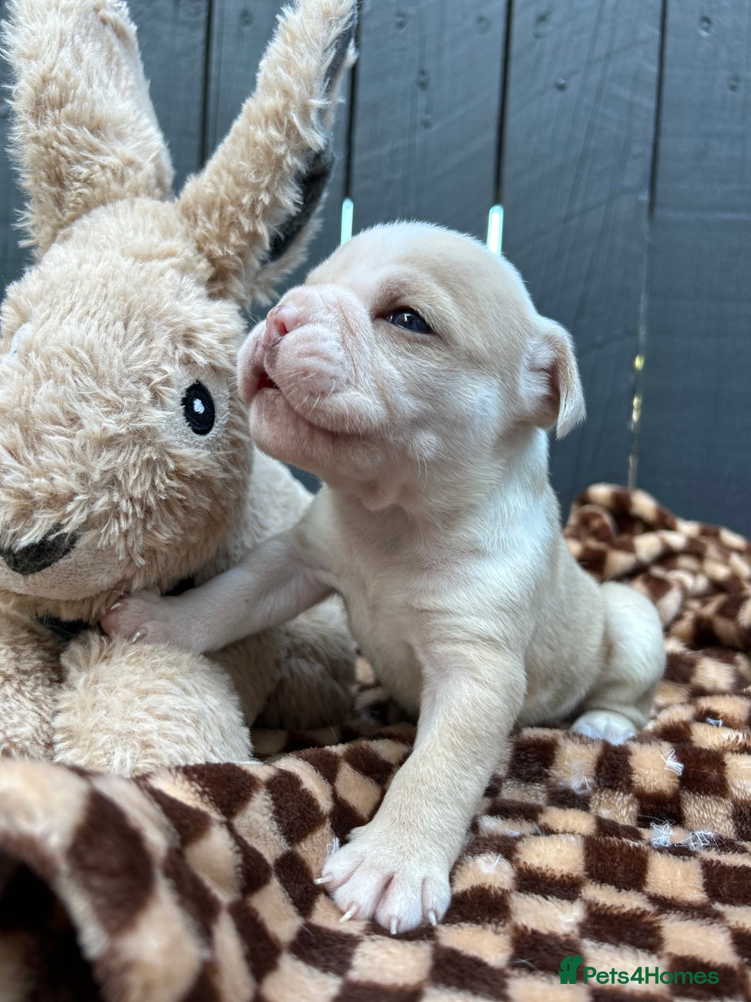Olde English Bulldogge dogs for sale: Must See! Olde English Puppies  - Image 7
