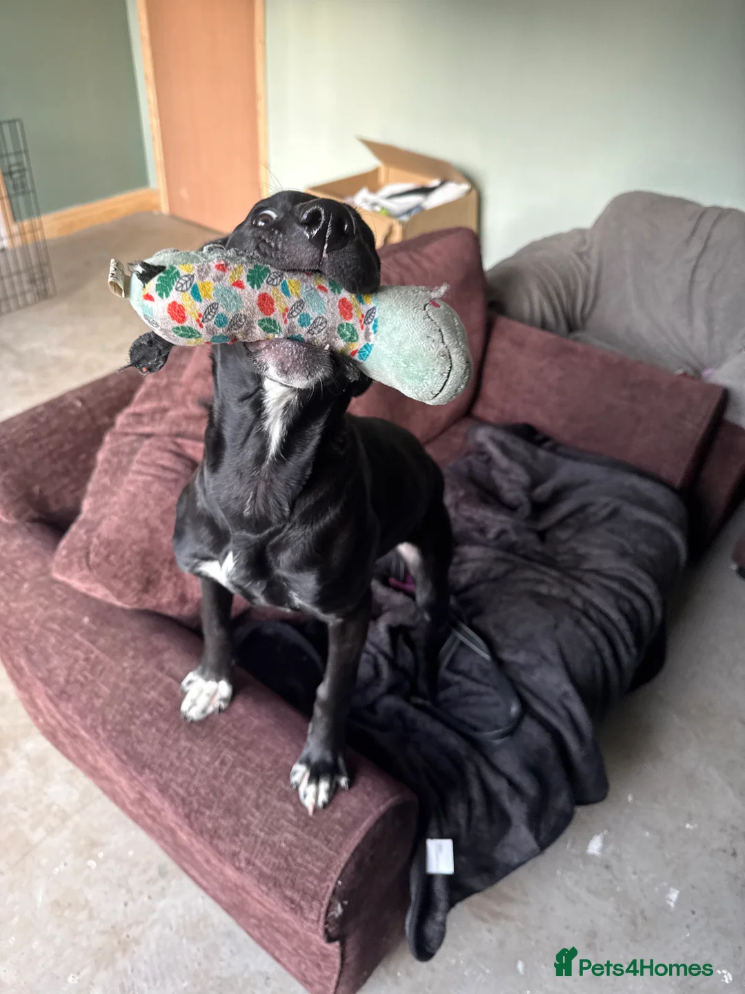 Mixed Breed dogs for adoption: Luci labrador/staffy in East Boldon - Advert 2