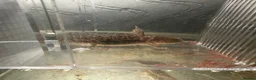 Axolotl reptiles for sale: 3 month old copper axolotls  - Advert 1