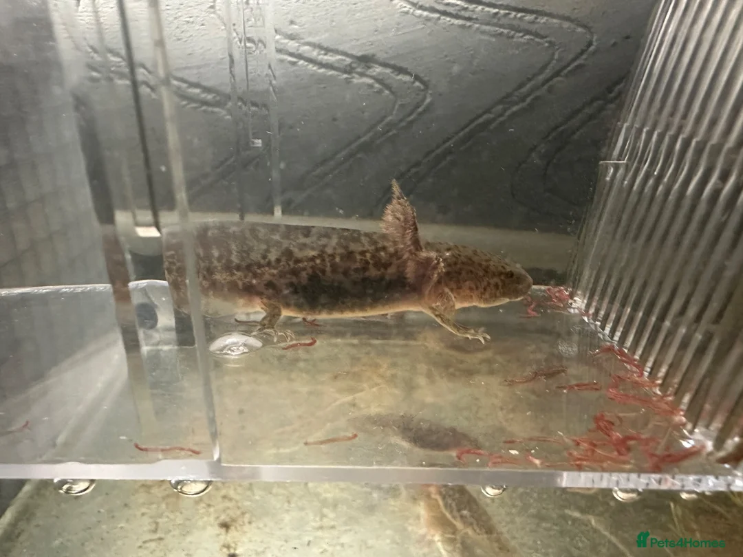Axolotl reptiles for sale: 3 month old copper axolotls  - Advert 1