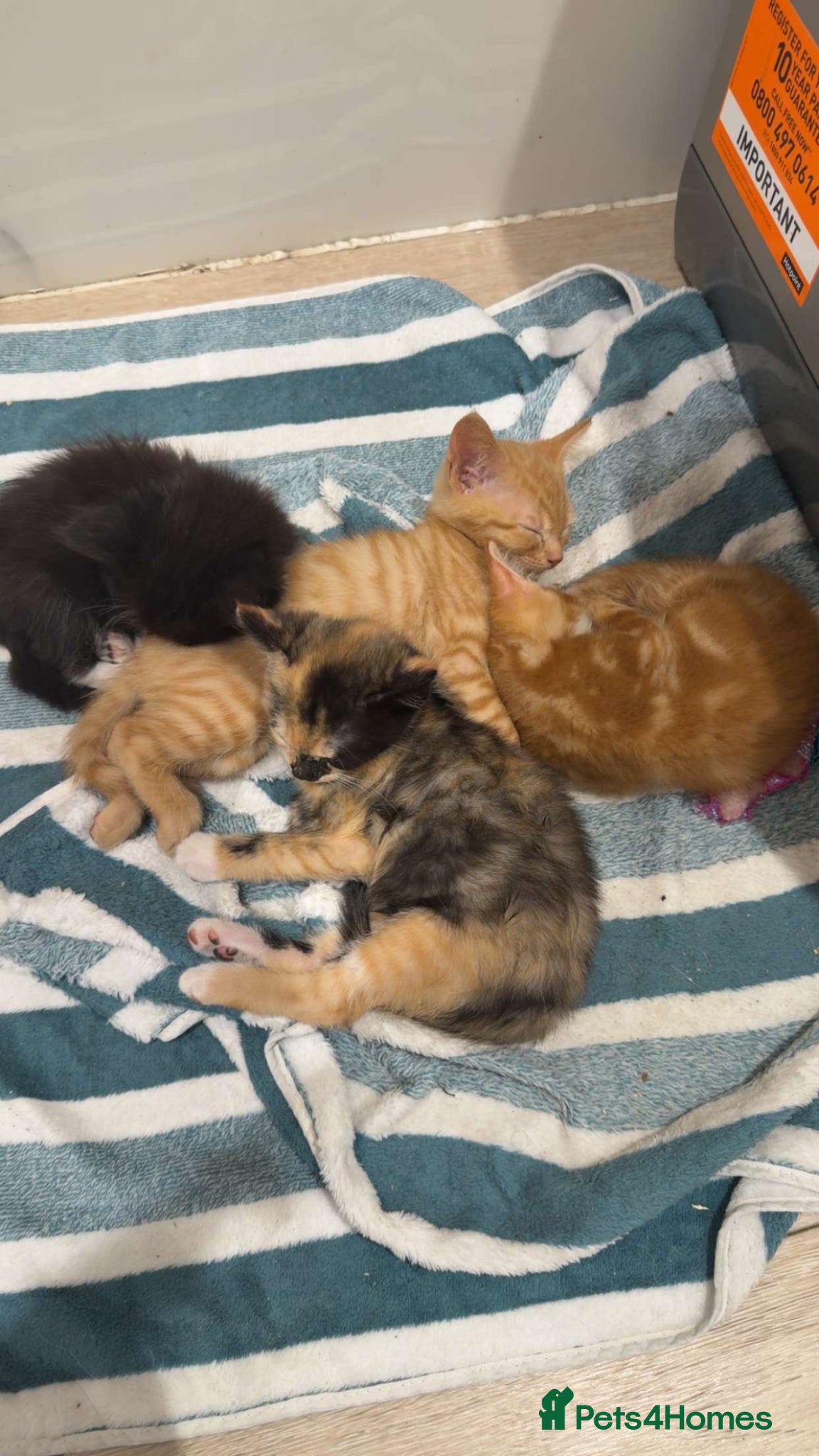 Mixed Breed cats selling 2-3 month old kitties - Advert 10