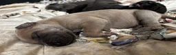 Great Dane dogs for sale: 5 Great Dane puppies for sale in Thetford - Advert 8