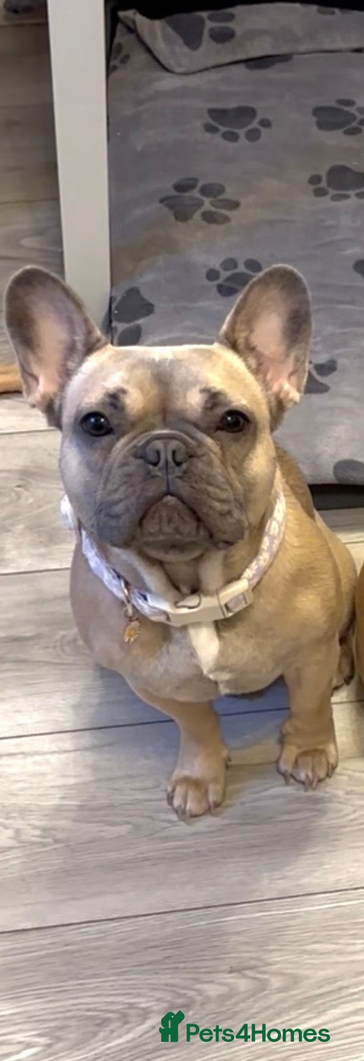 French Bulldog dogs Voilet rose  in Saint Austell - Advert 1