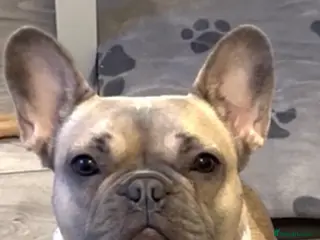 French Bulldog dogs Voilet rose in Saint Austell - Advert 1