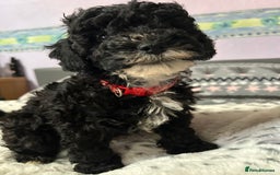 Cockapoo dogs for sale: 4 black boys ready now.  - Image 2