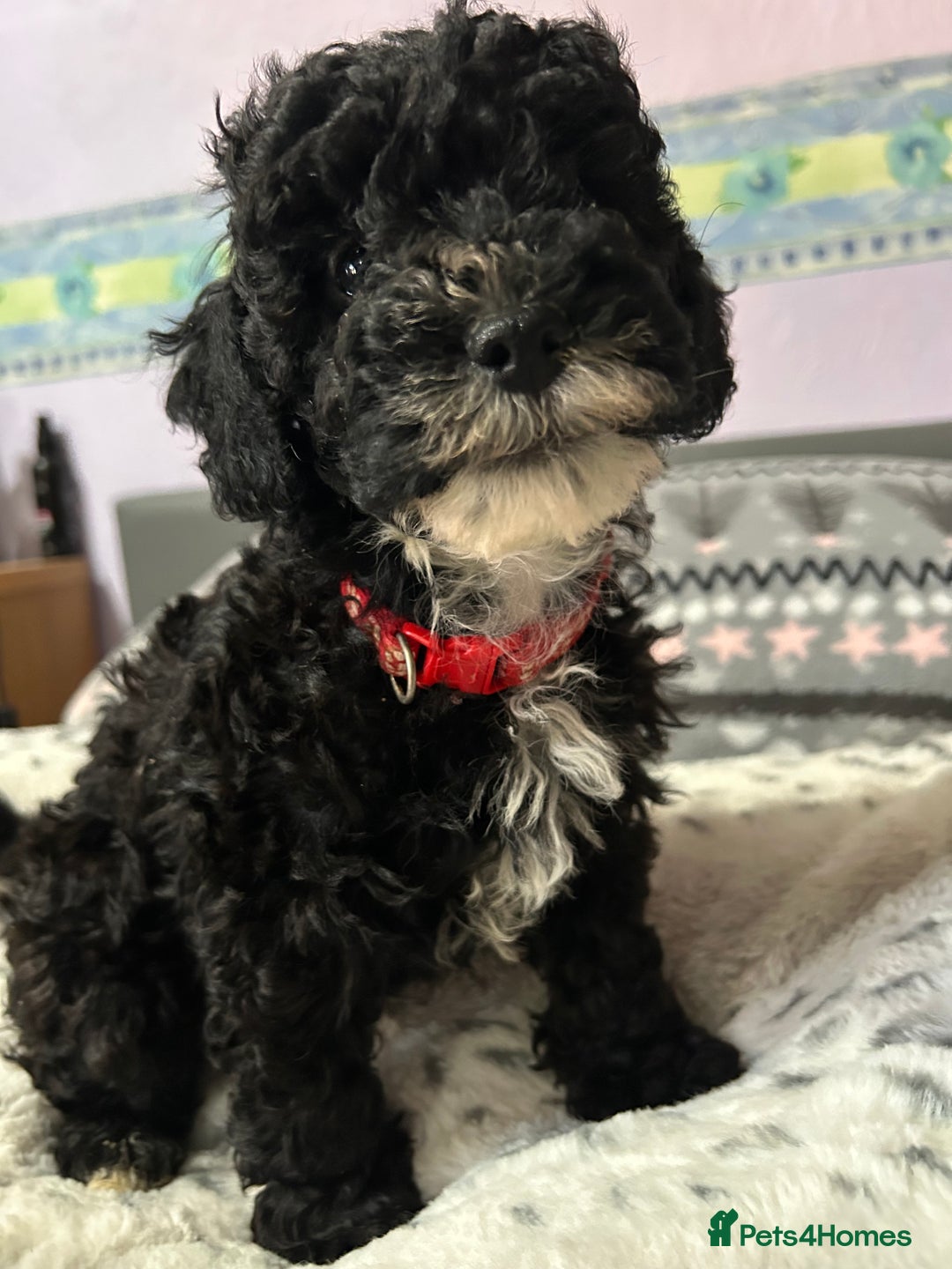 Cockapoo dogs for sale: 4 black boys ready now.  - Image 2