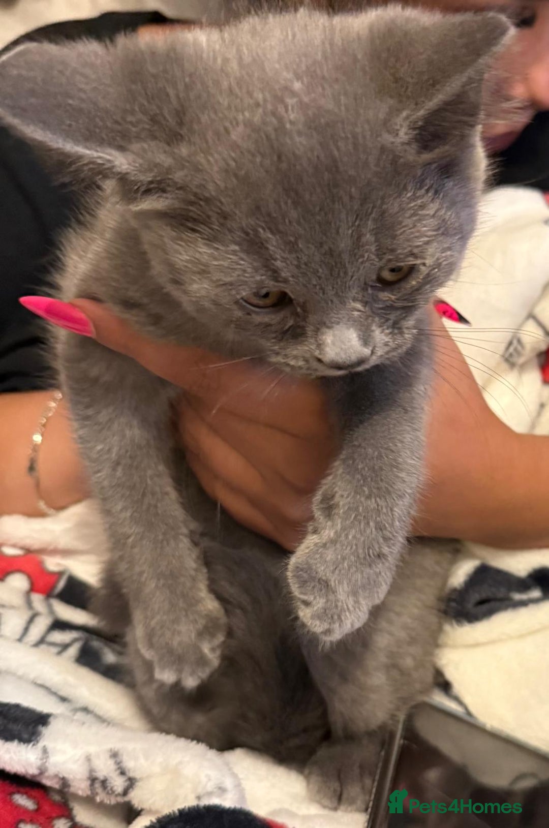 British Shorthair cats for sale: British short hair  - Image 7