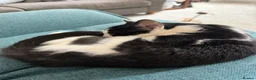 Domestic Shorthair cats for sale: Kitten for rehoming  in Chesterfield - Advert 3