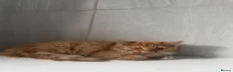 Mixed Breed cats for sale: Beautiful Ginger kittens for sale  - Advert 2