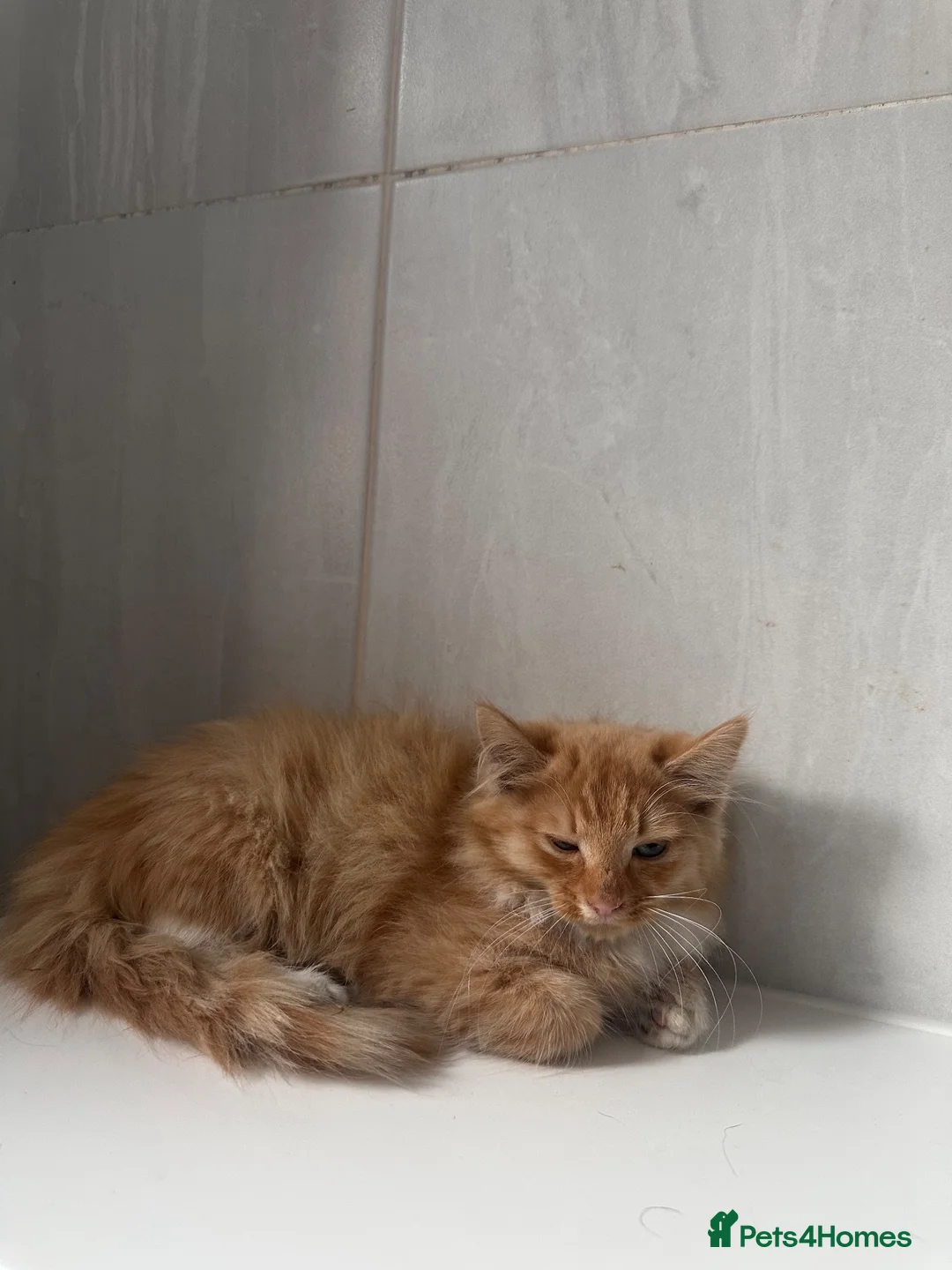 Mixed Breed cats for sale: Beautiful Ginger kittens for sale  - Advert 2
