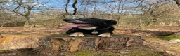 Smooth Collie dogs for sale: Collie smooth haired - Advert 1