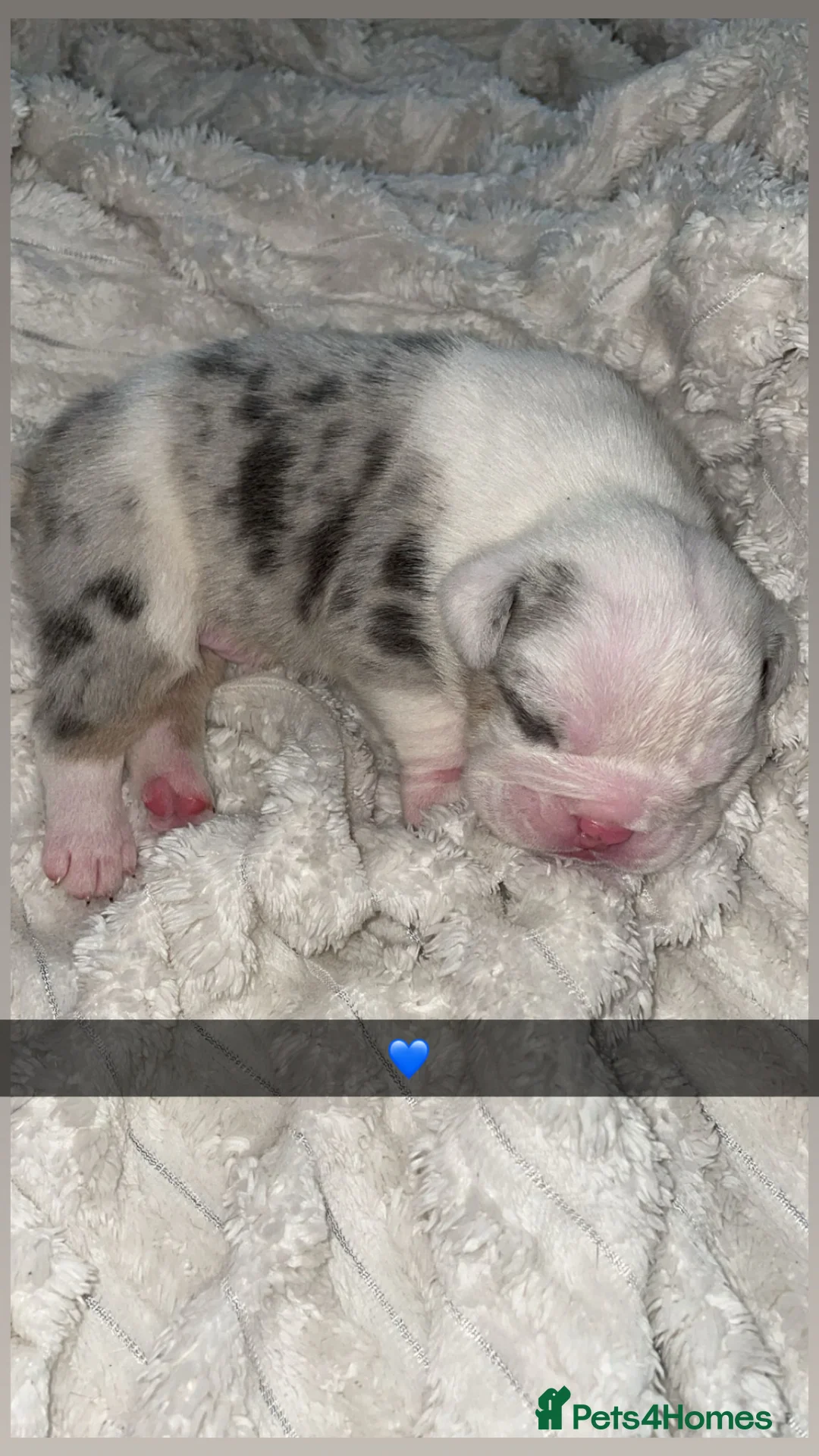 English Bulldog dogs for sale: ‼️REDUCED‼️STUNNiNG DWKC ENGLISH BULLDOG PUPPIES - Advert 10